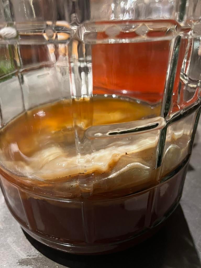 Kombucha scoby, Diversen, Levensmiddelen, Ophalen of Verzenden