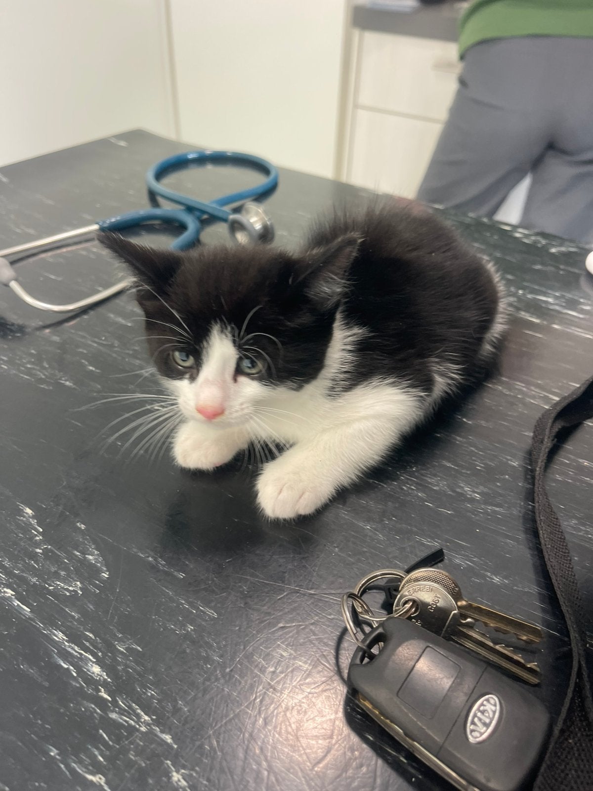 Kittens kruising ragdol, Meerdere dieren