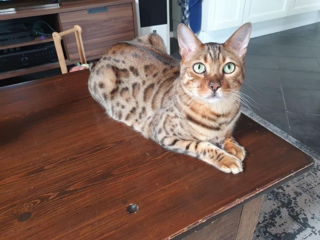 2 bengaalse katten, broertjes, speelse binnenkatten, Dieren en Toebehoren, Kater, Gechipt, 6 jaar of ouder