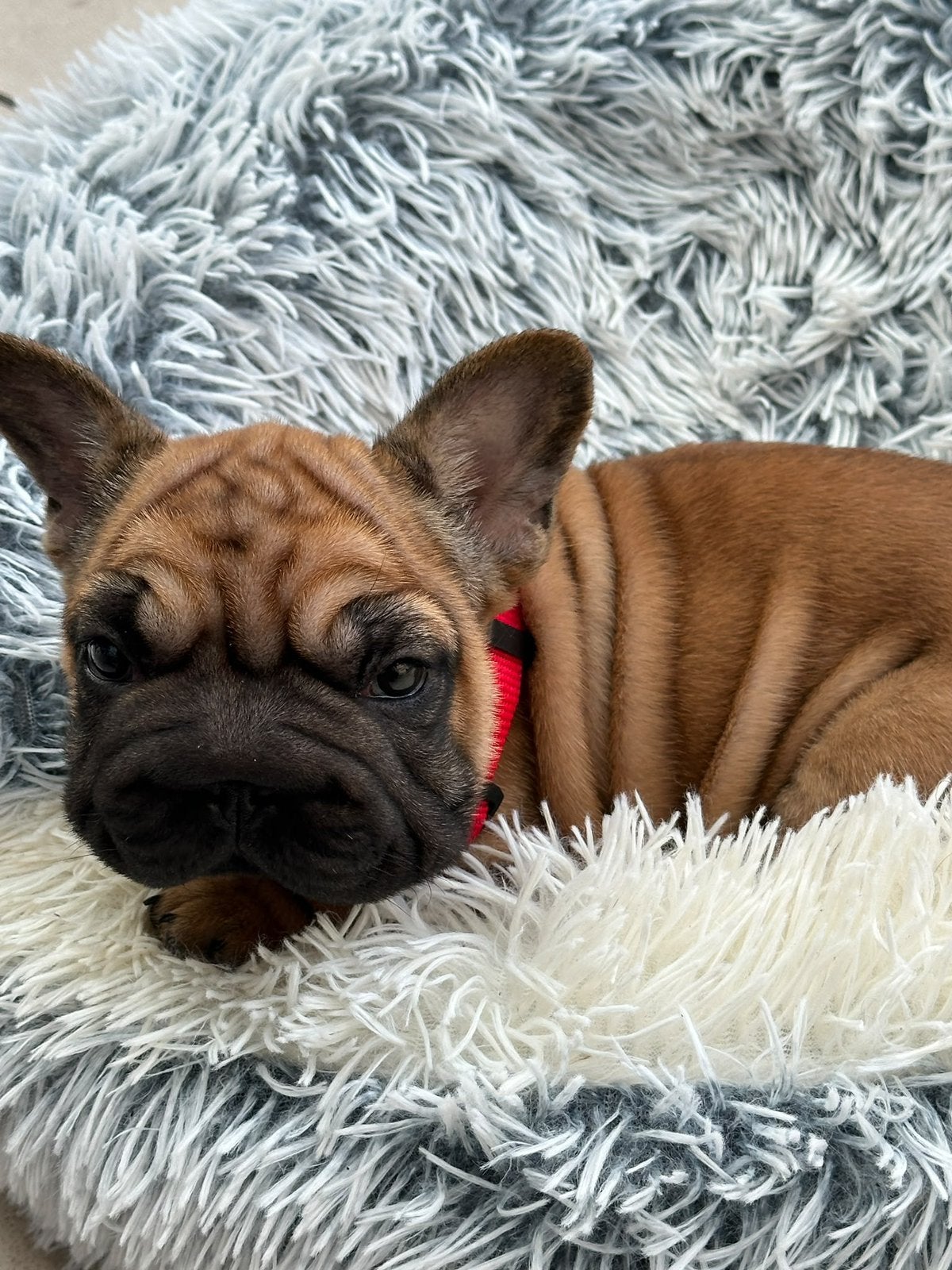 Franse bulldog puppy big rope line, Dieren en Toebehoren, België, Particulier, Rabiës (hondsdolheid), 8 tot 15 weken