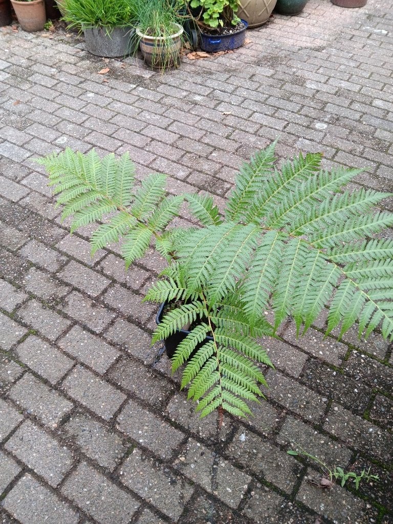 Boomvaren, Vaste plant, Bloeit niet, Volledige schaduw, Ophalen