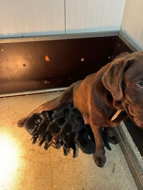 Prachtige labrador pups (zwart) met stamboom, Dieren en Toebehoren, Parvo, 8 tot 15 weken, Labrador retriever, Meerdere