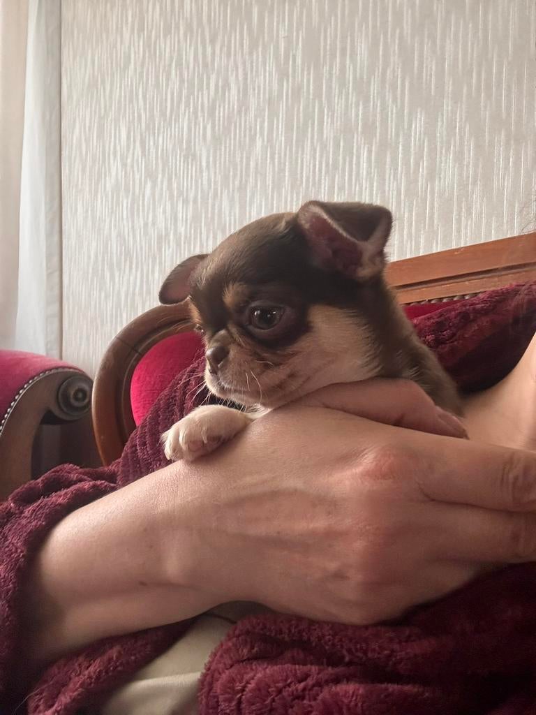 Prachtige rasechte Chihuahua pup  еn mini teefje, Parvo, 8 tot 15 weken, Meerdere, Meerdere dieren