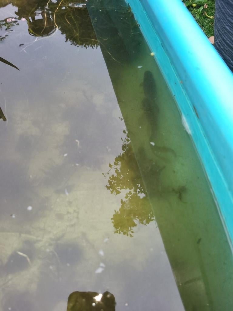 Gratis donker gekleurde goudvissen, Tuin en Terras, Vijvers, Ophalen