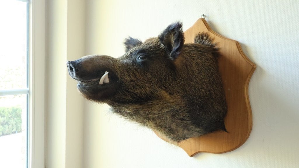 Taxidermie everzwijnkop, Verzamelen, Ophalen, Gebruikt, Wild dier, Gewei of Kop