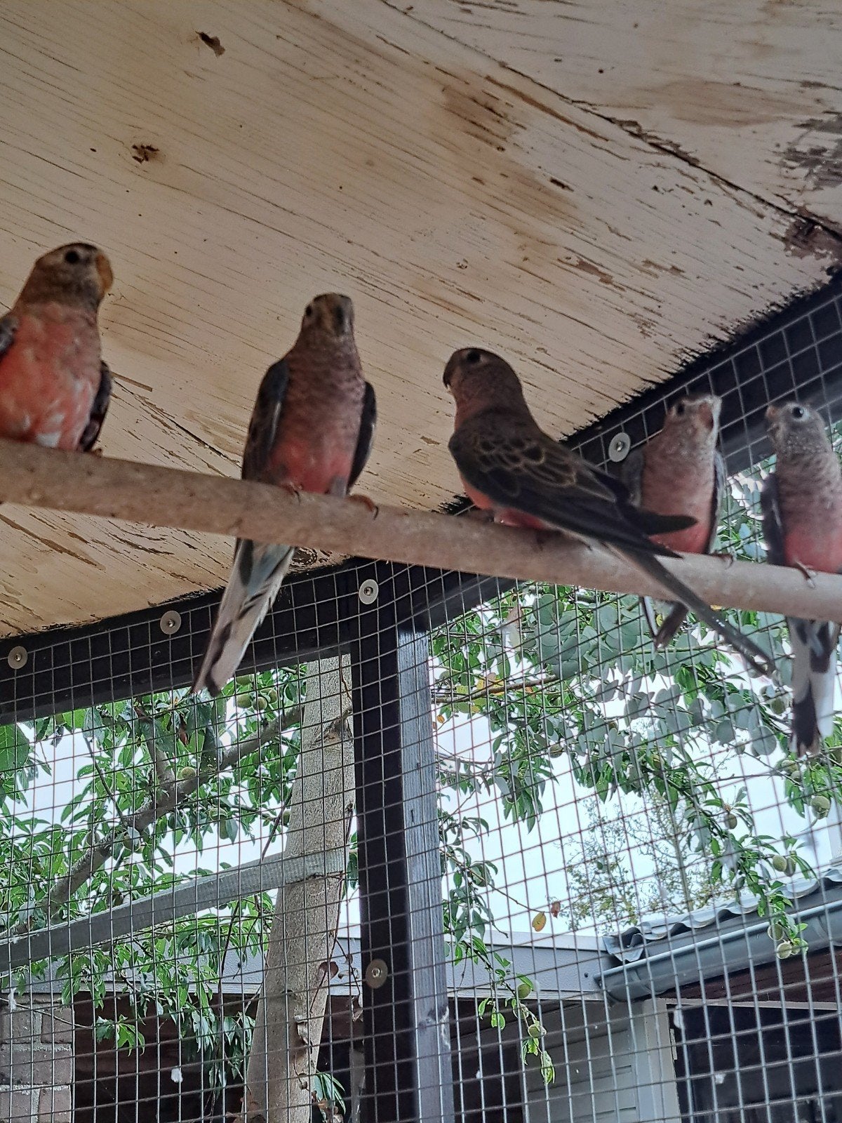 bourke poppen van dit jaar, Dieren en Toebehoren
