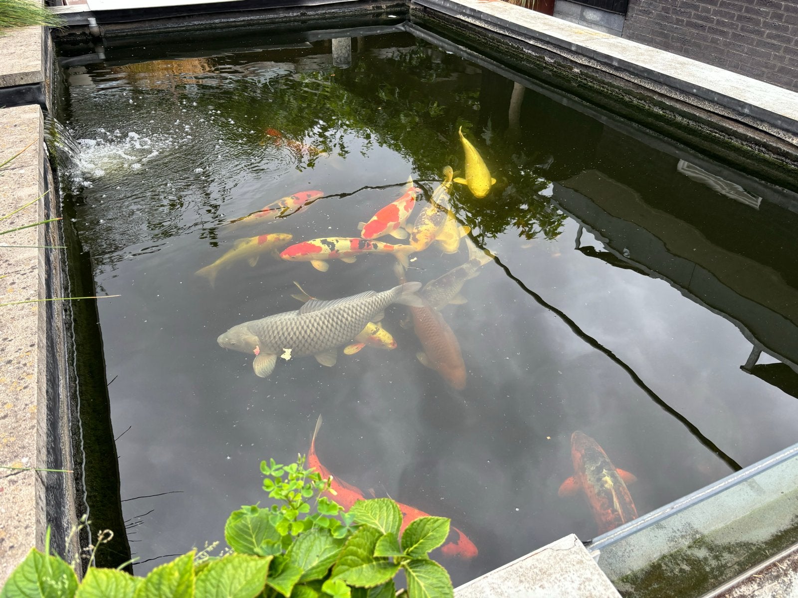 Koikarpers te koop wegens beëindigen hobby, Karper of Koi
