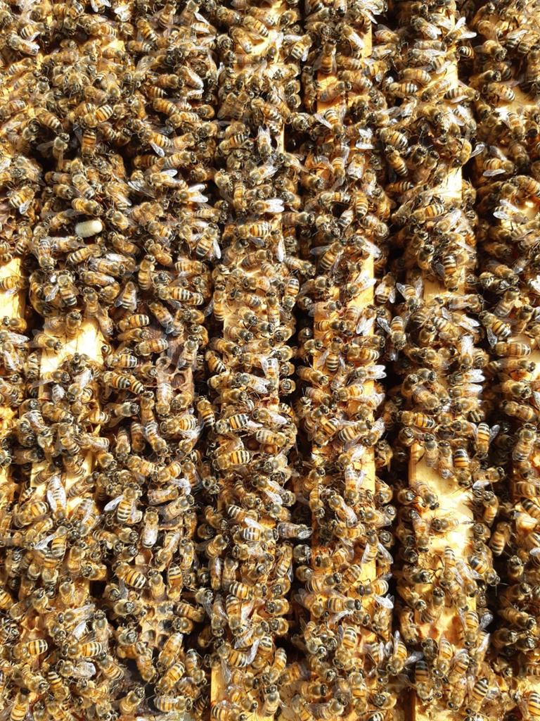 Buckfast 6 ramer, f1 moer simplex aantal beschikbaar, Dieren en Toebehoren, Bijen