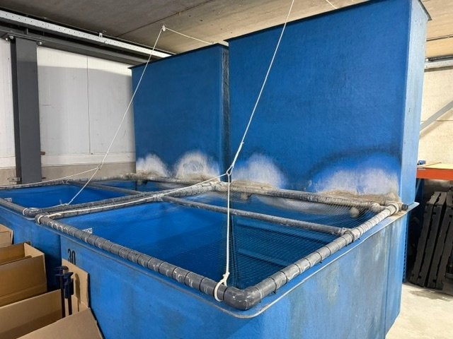 Quarantaine Kweek Verkoop bakken met extra Trickle filter, Ophalen, Gebruikt, Vijverbak