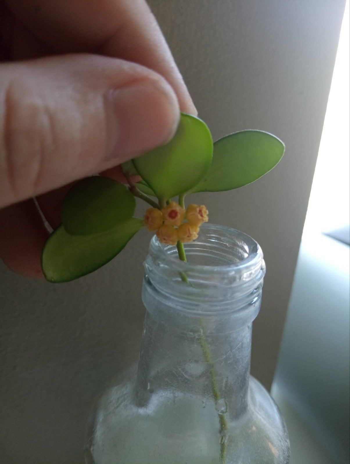 Bloeiende Hoya stekje met wortels, Overige soorten, Vaste plant, Ophalen of Verzenden, Halfschaduw