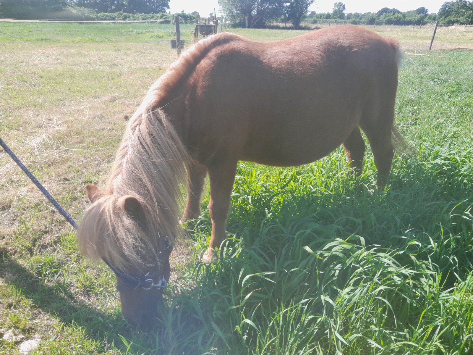 Lieve shetland pony merrie, Merrie, A pony (tot 1.17m)