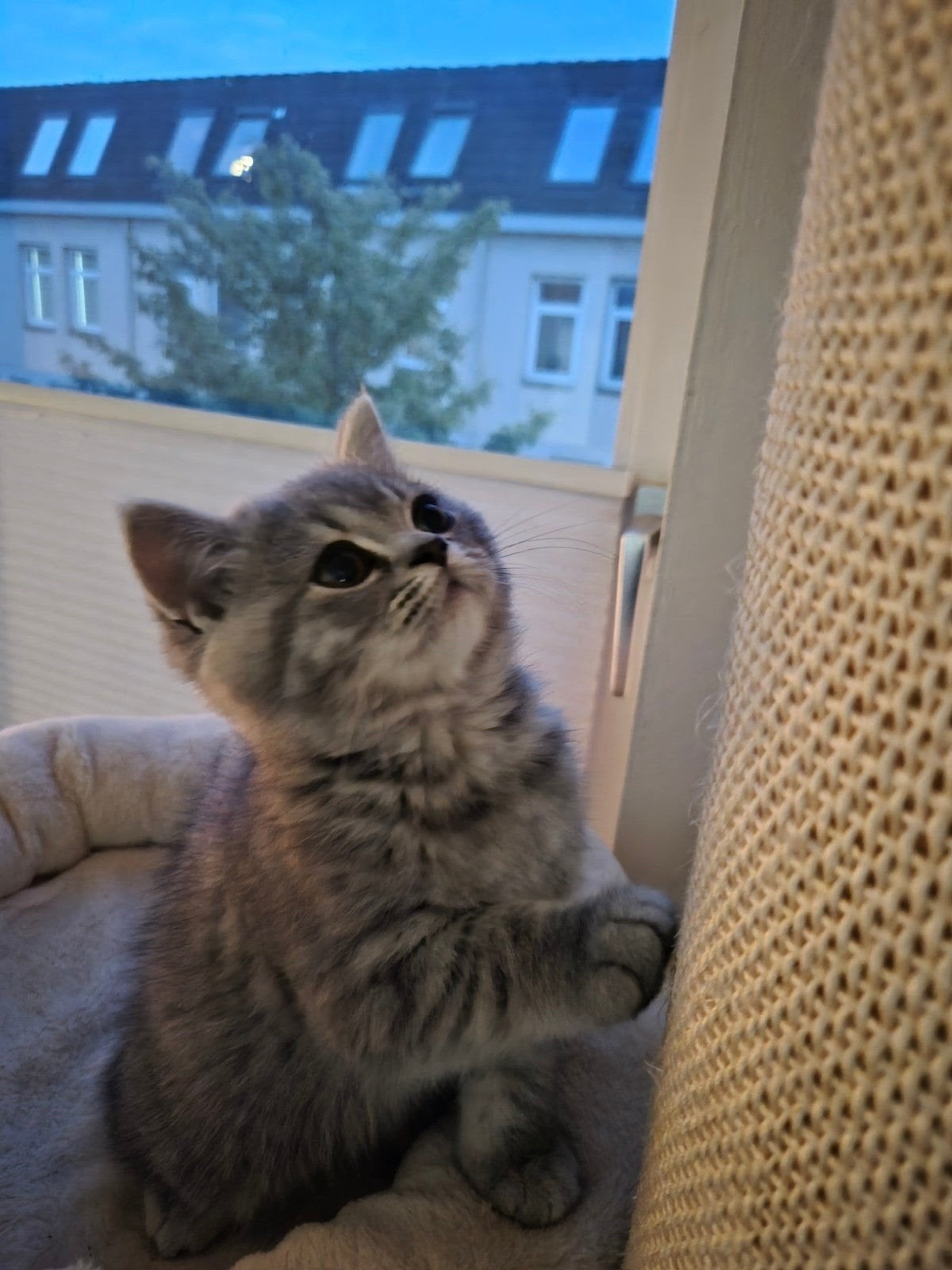 Half perzisch half britisch pers brit kitten, Poes, Ontwormd