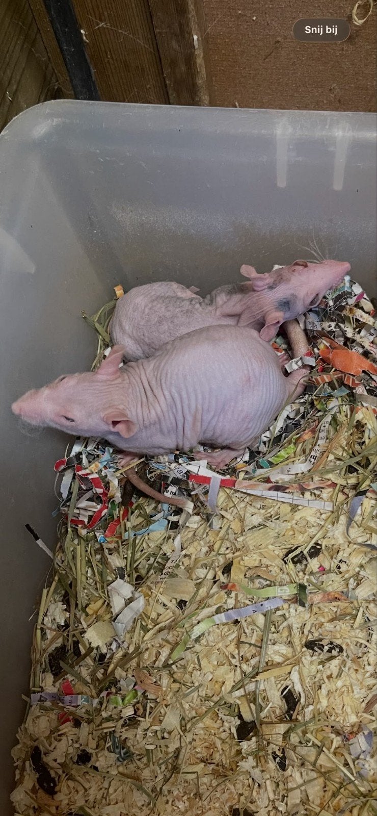 koppeltje naaktratten 3 maanden oud, Dieren en Toebehoren, Knaagdieren, Rat, Mei, Meerdere dieren, Tam