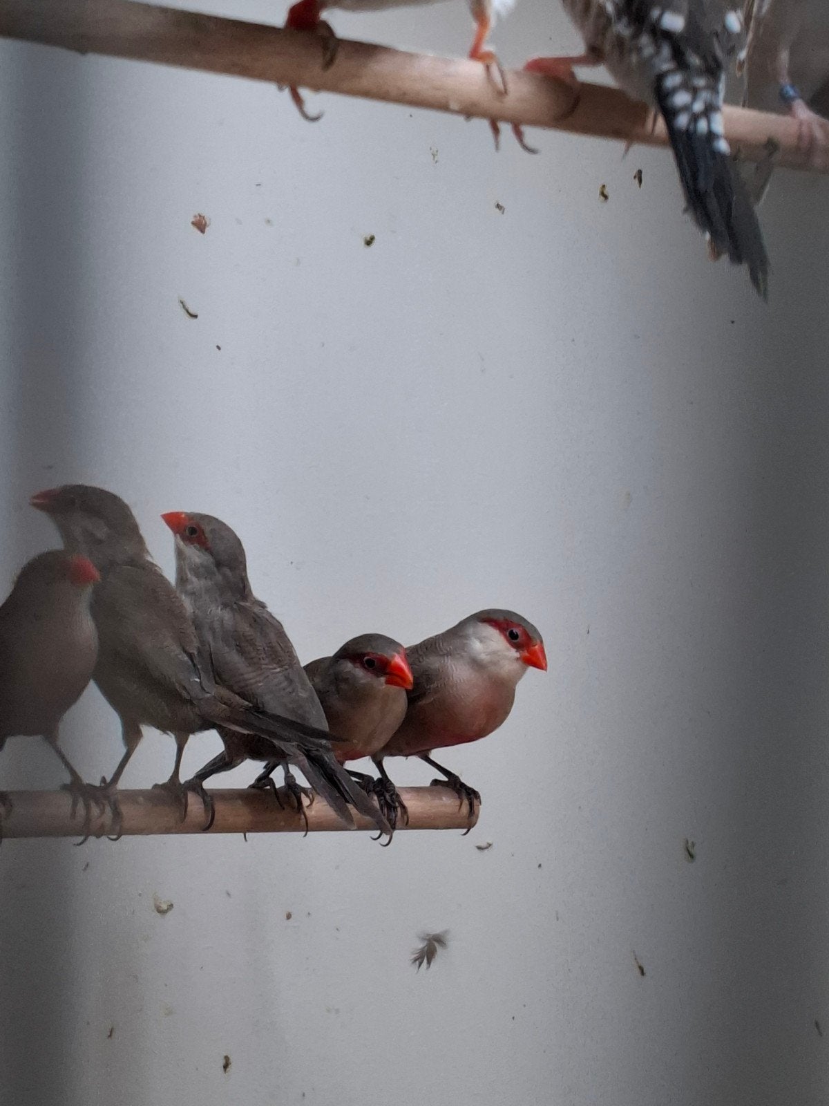 Sint helenafazantjes, Meerdere dieren, Tropenvogel