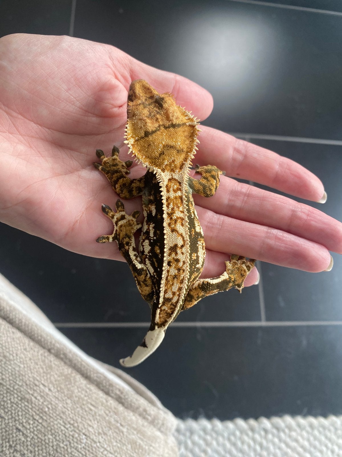 2 wimpergekko’s (Correlophus ciliatus) Crested Gecko photo 8