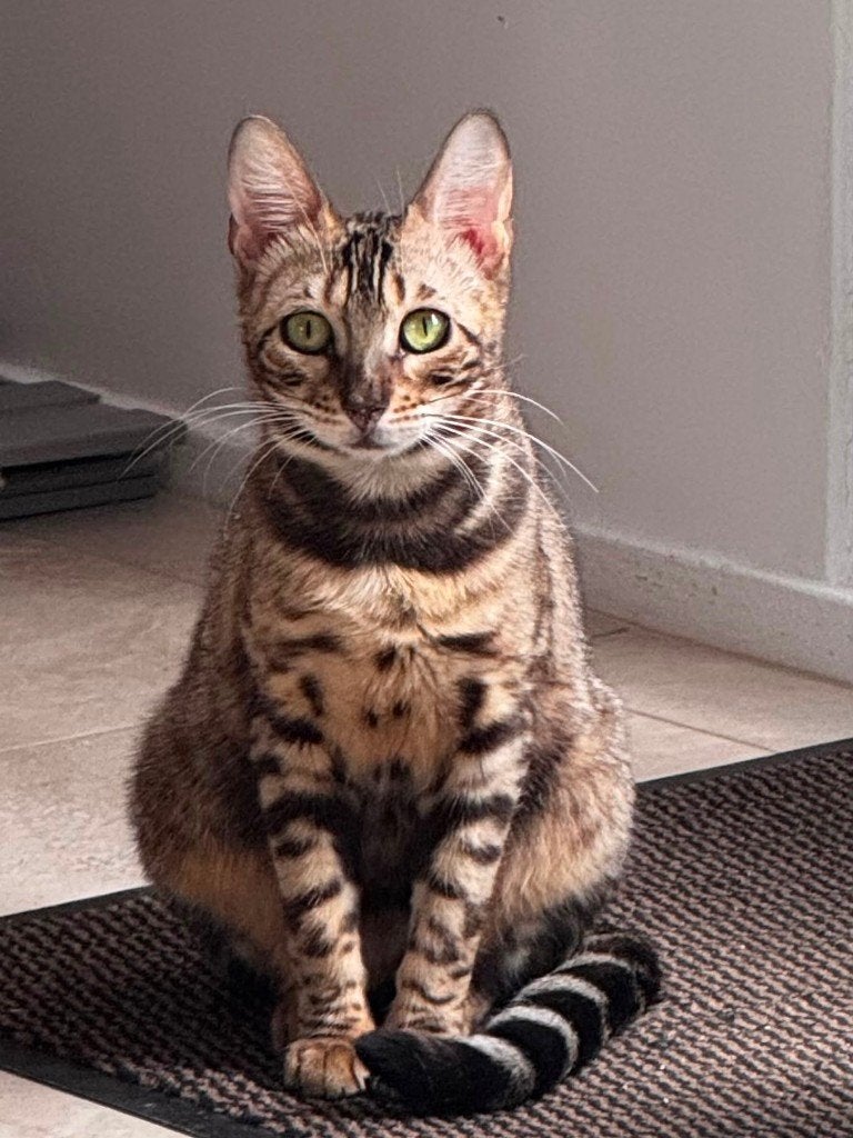 Bengal poes met stamboom (FIFe) | Mogelijk geschikt voor fok, Dieren en Toebehoren, Poes, Met stamboom, 0 tot 2 jaar