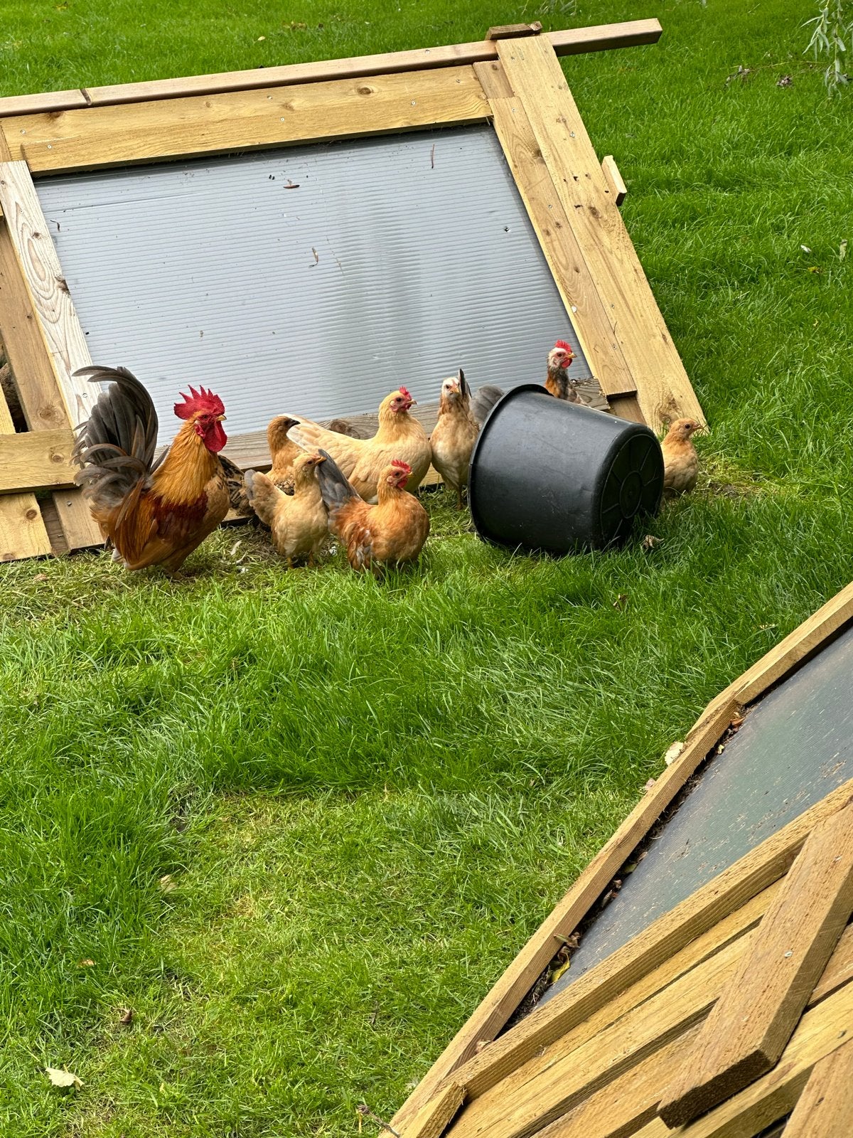 Chabo kippen hanen en broedeieren te koop, Dieren en Toebehoren