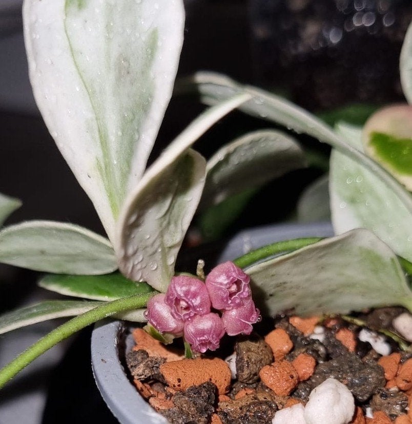 Hoya heuschkeliana outor variegata, Ophalen of Verzenden
