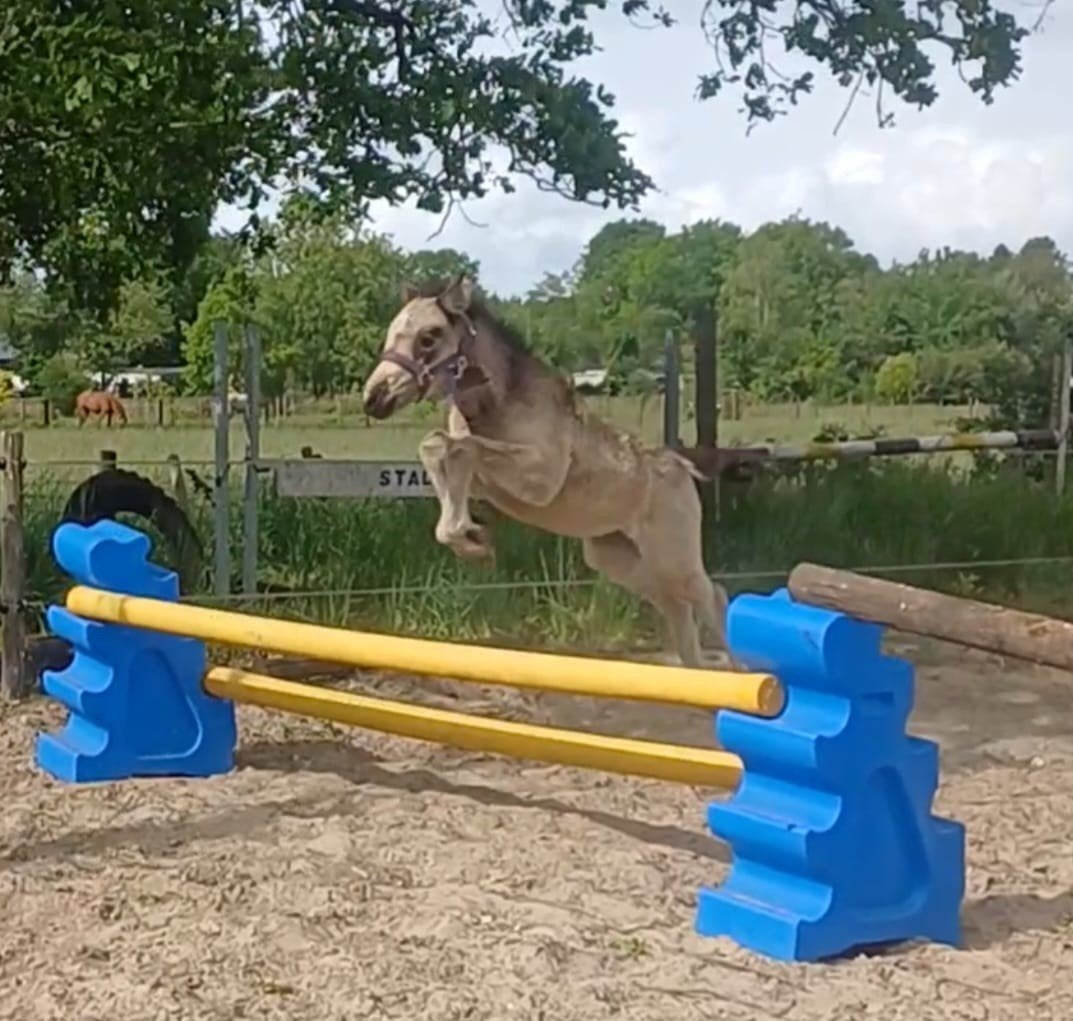 Valk merrie veulen (c), Dieren en Toebehoren, Pony's, Merrie, B pony (1.17m tot 1.27m)