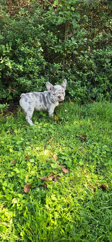 Prachtige Merle Franse Bulldog Pups Reutje & Teefje, Dieren en Toebehoren, 8 tot 15 weken, Bulldog, Meerdere, Meerdere dieren