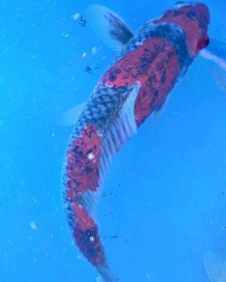 Japanse koi Ghosiki 40 cm kweker Tsuna, Dieren en Toebehoren, Vissen | Vijvervissen, Karper of Koi