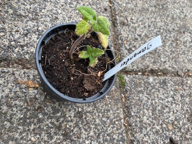 kiemplant teucrium hyrcanicum gamander, Tuin en Terras, Planten | Tuinplanten, Ophalen, Vaste plant, Overige soorten, Volle zon