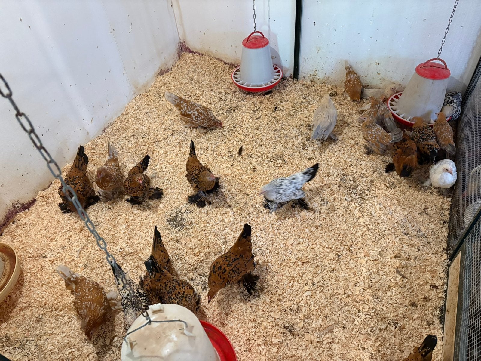 Sabelpootkriel, Dieren en Toebehoren, Pluimvee, Vrouwelijk, Kip