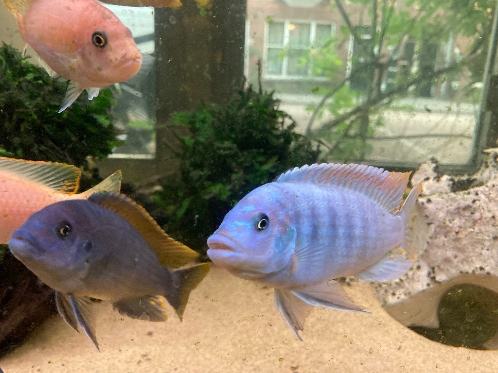 Malawi Mbuna Cichlide jongvolwassen Man lichtblauw met lila, Dieren en Toebehoren, Vis, Zoetwatervis