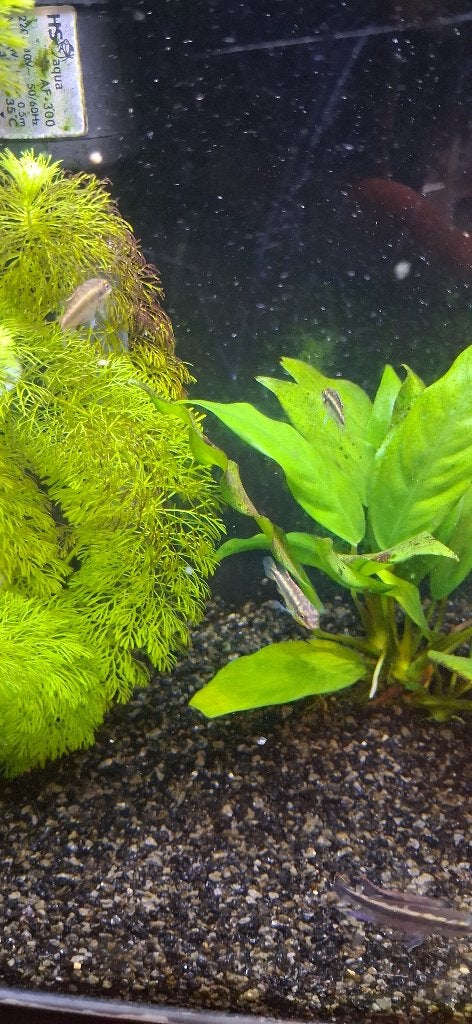 jonge kersenbuik cichlides div maten, Dieren en Toebehoren, Vissen | Aquariumvissen, Vis, Zoetwatervis