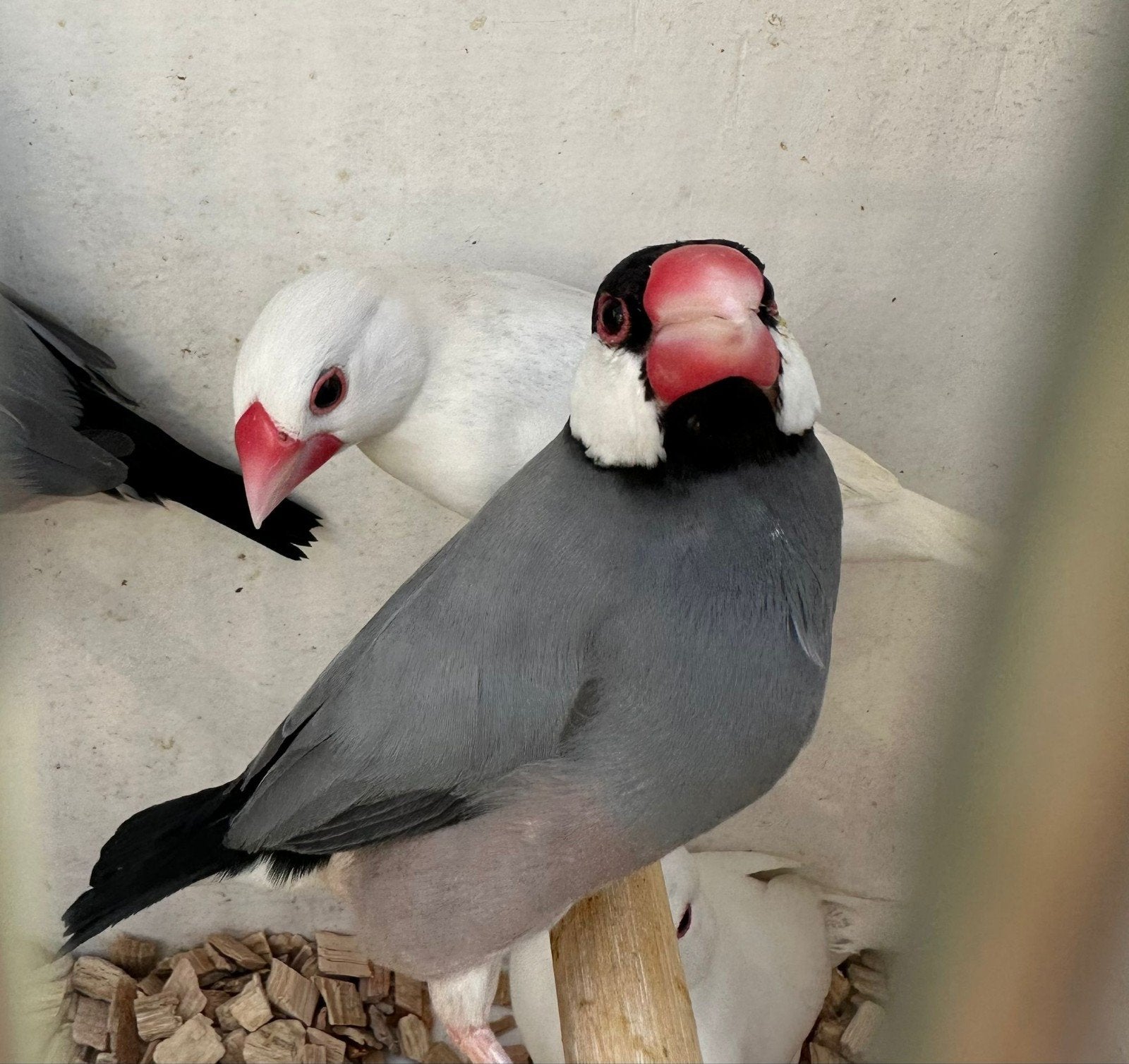 rijstvogel, Dieren en Toebehoren, Mannelijk, Geringd