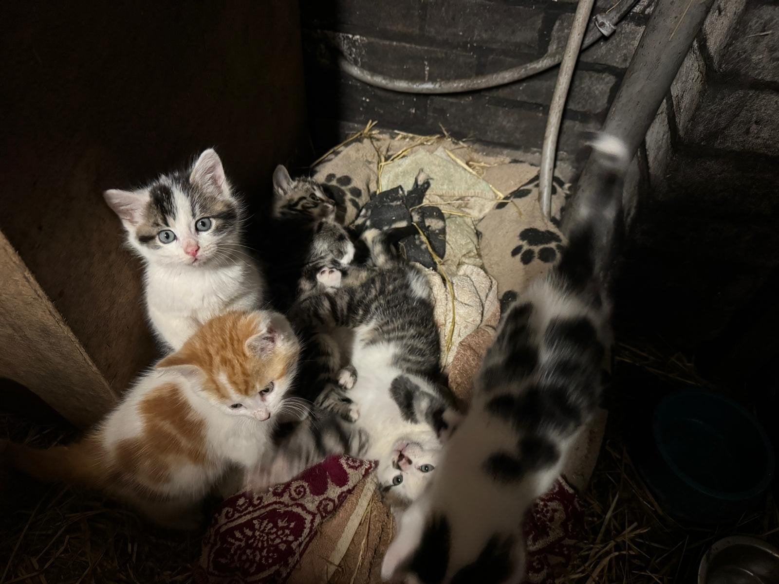 Europese korthaar  kittens, Meerdere dieren, Ontwormd, 0 tot 2 jaar