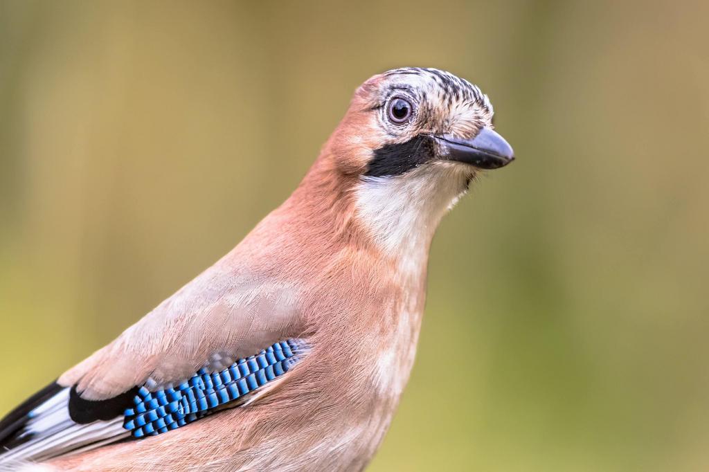Vlaamse gaai “Gezocht”, Dieren en Toebehoren, Vogels | Overige Vogels, Geslacht onbekend, Wildzangvogel
