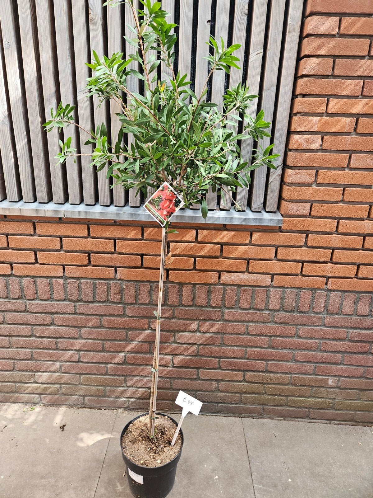Lampepoetser op stam 150cm - 50% korting!