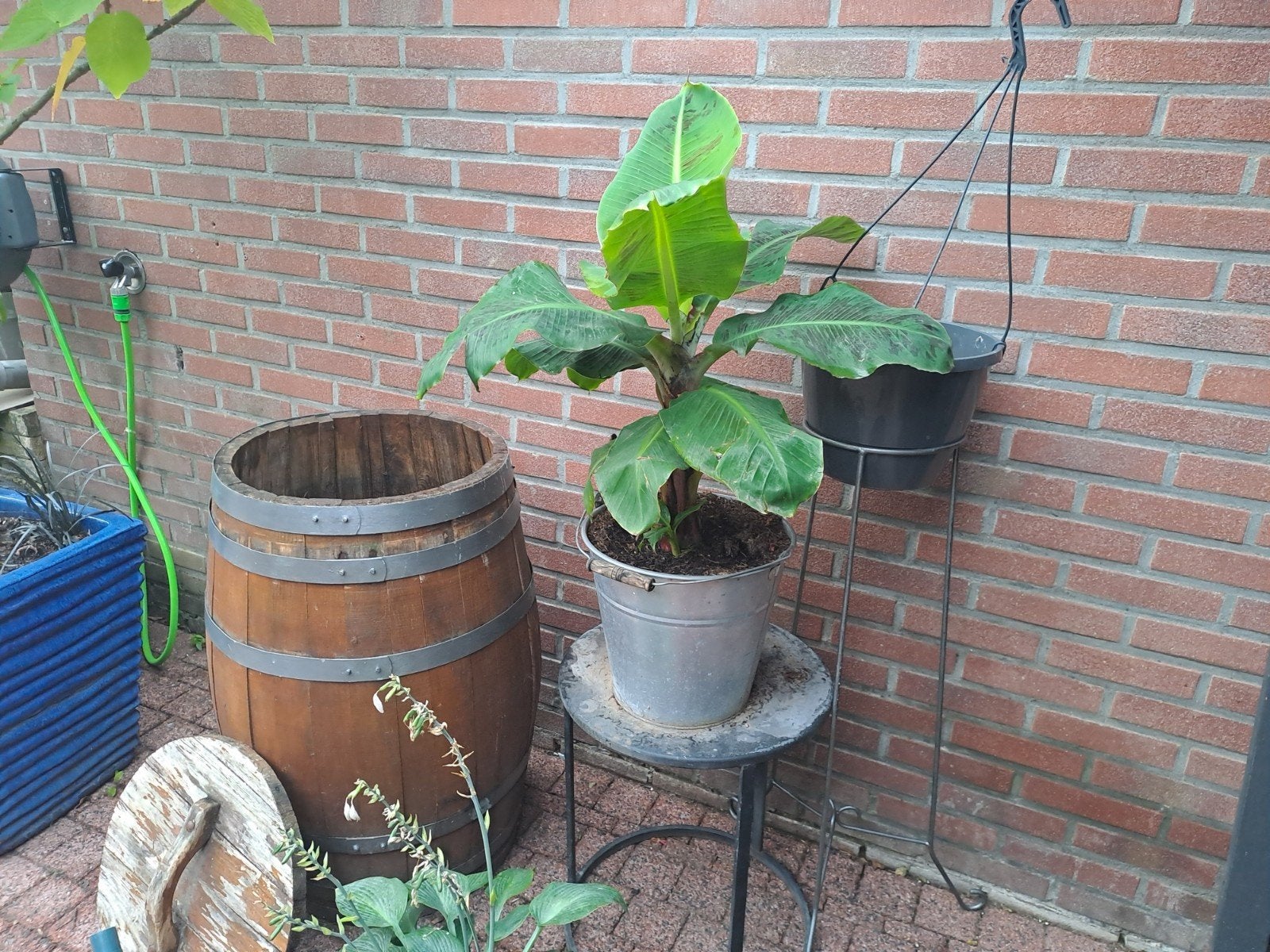 Mooie bananenplant, Ophalen, Minder dan 100 cm, Overige soorten, Zomer
