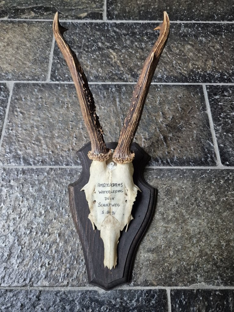 Mooi ree gewei uit Amsterdamse Waterleidingduinen, Ophalen of Verzenden, Gebruikt, Hert, Gewei of Kop