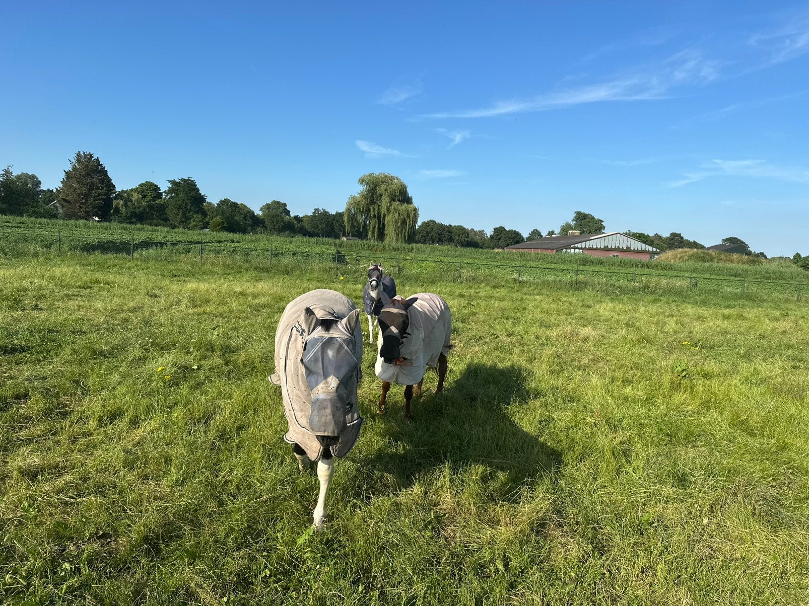 24/7 weidegang/ paddock aangeboden, Weidegang, 1 paard of pony
