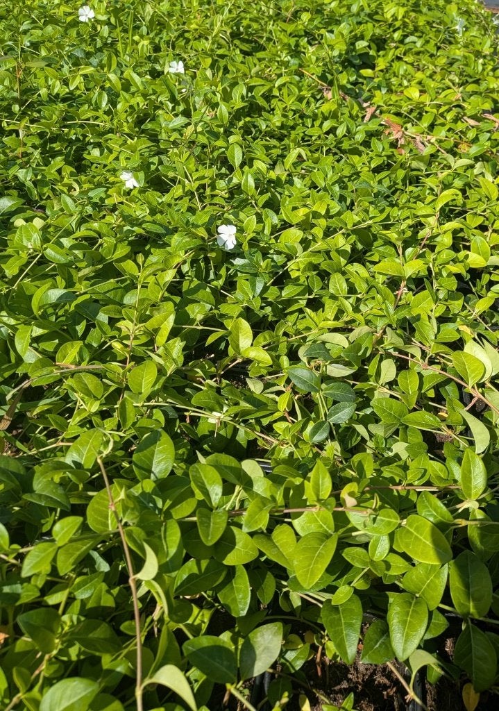 Vinca minor ‘Alba’ – Witte maagdenpalm – P9, Ophalen, Bodembedekkers, Volle zon, Vaste plant