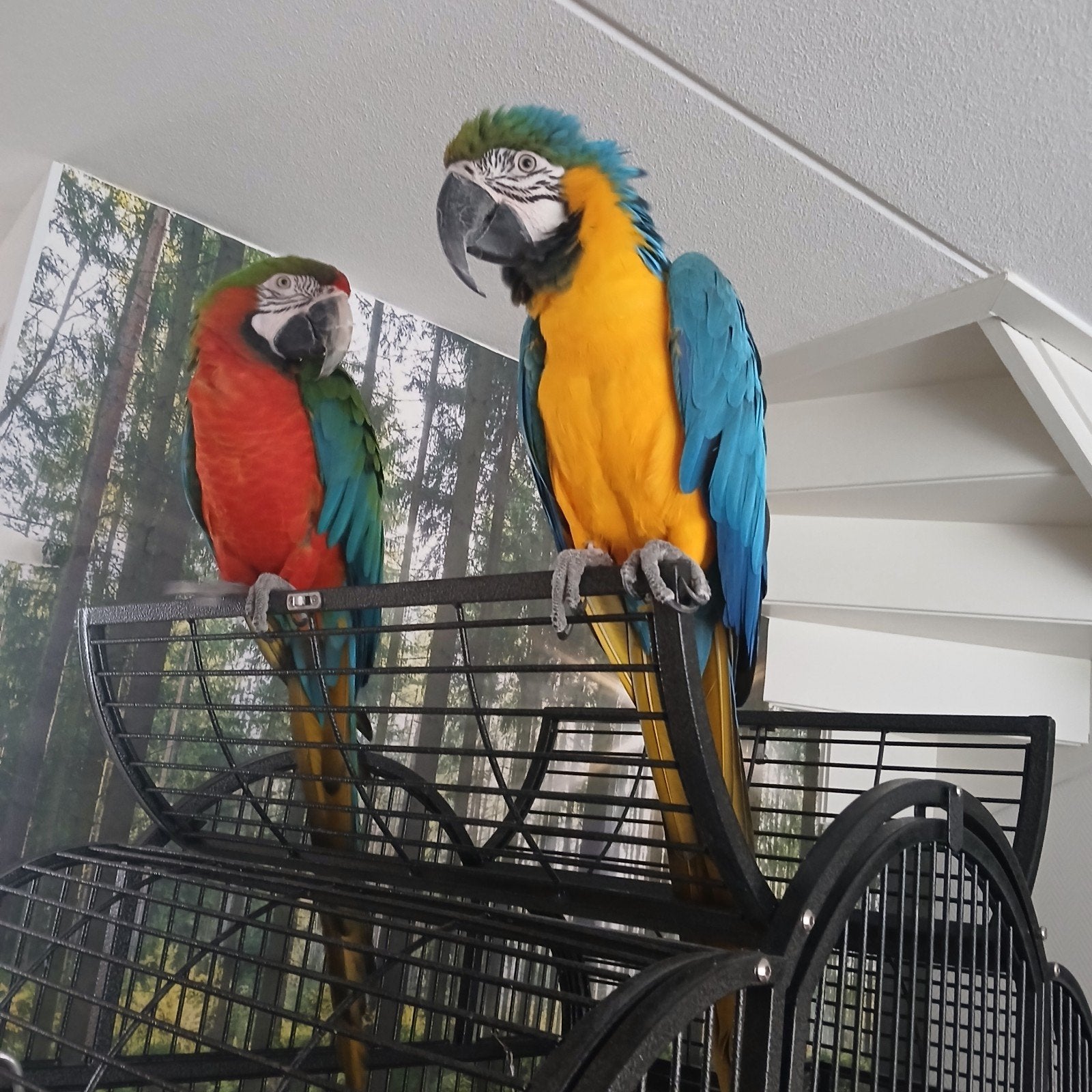 mooi broedrijp koppel Ara's, Harlekijn x Blauwgele, Meerdere dieren, Papegaai, Pratend