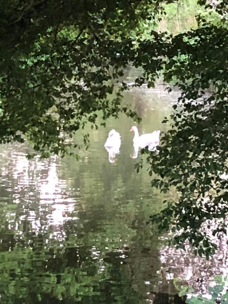 Mooie witte ganzen, Dieren en Toebehoren, Meerdere dieren, Gans of Zwaan