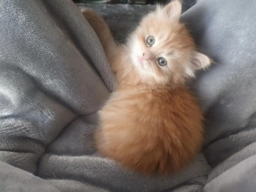 2 langh.katertjes creme en rood. Brits langh x maincoon, Dieren en Toebehoren