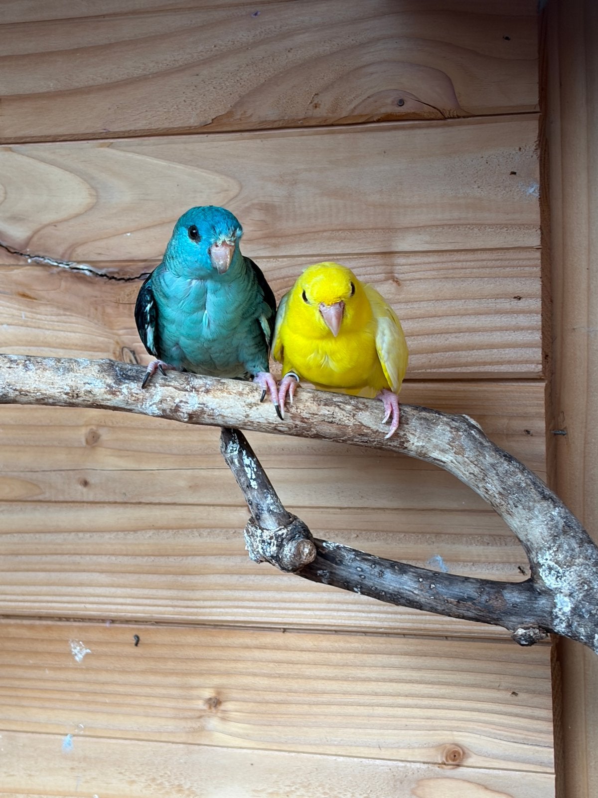 koppel Catharina parkieten 2021, Dieren en Toebehoren, Vogels | Parkieten en Papegaaien, Meerdere dieren, Parkiet, Geringd