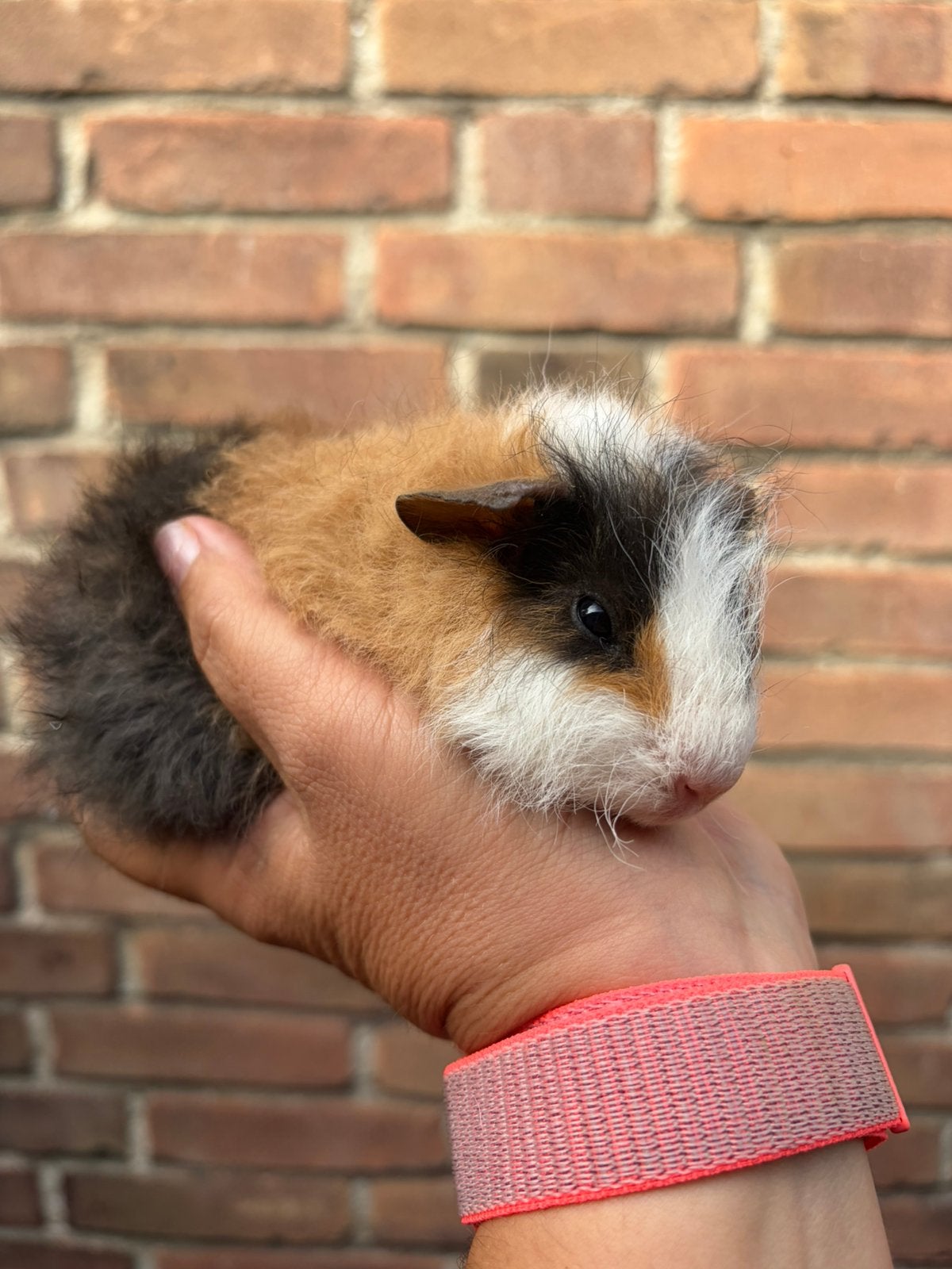 3 kleur ch teddy baby cavia beertje, Dieren en Toebehoren, Cavia, Augustus, Mannelijk, Tam