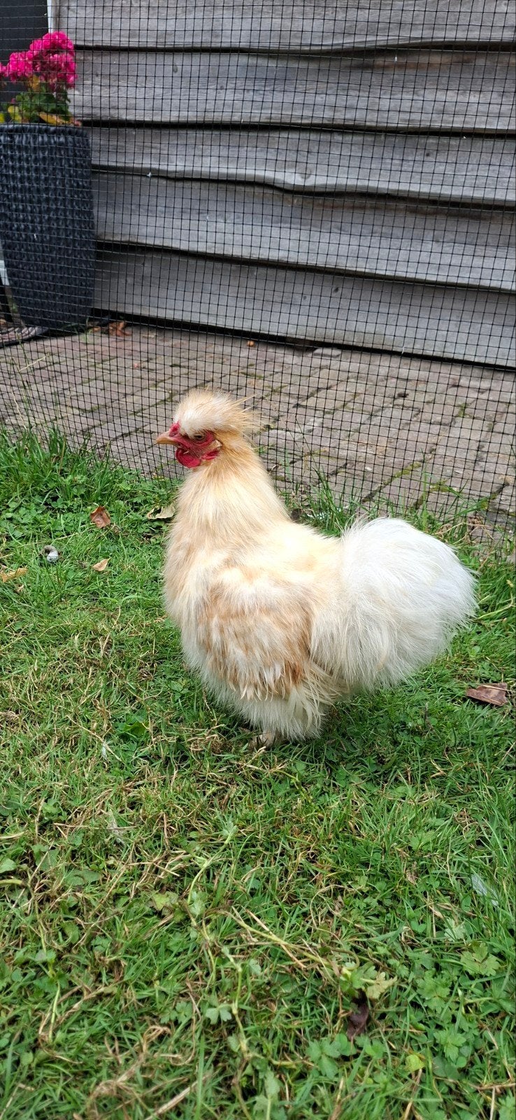 Zijdehoenkriel haan, Dieren en Toebehoren, Pluimvee, Mannelijk, Kip