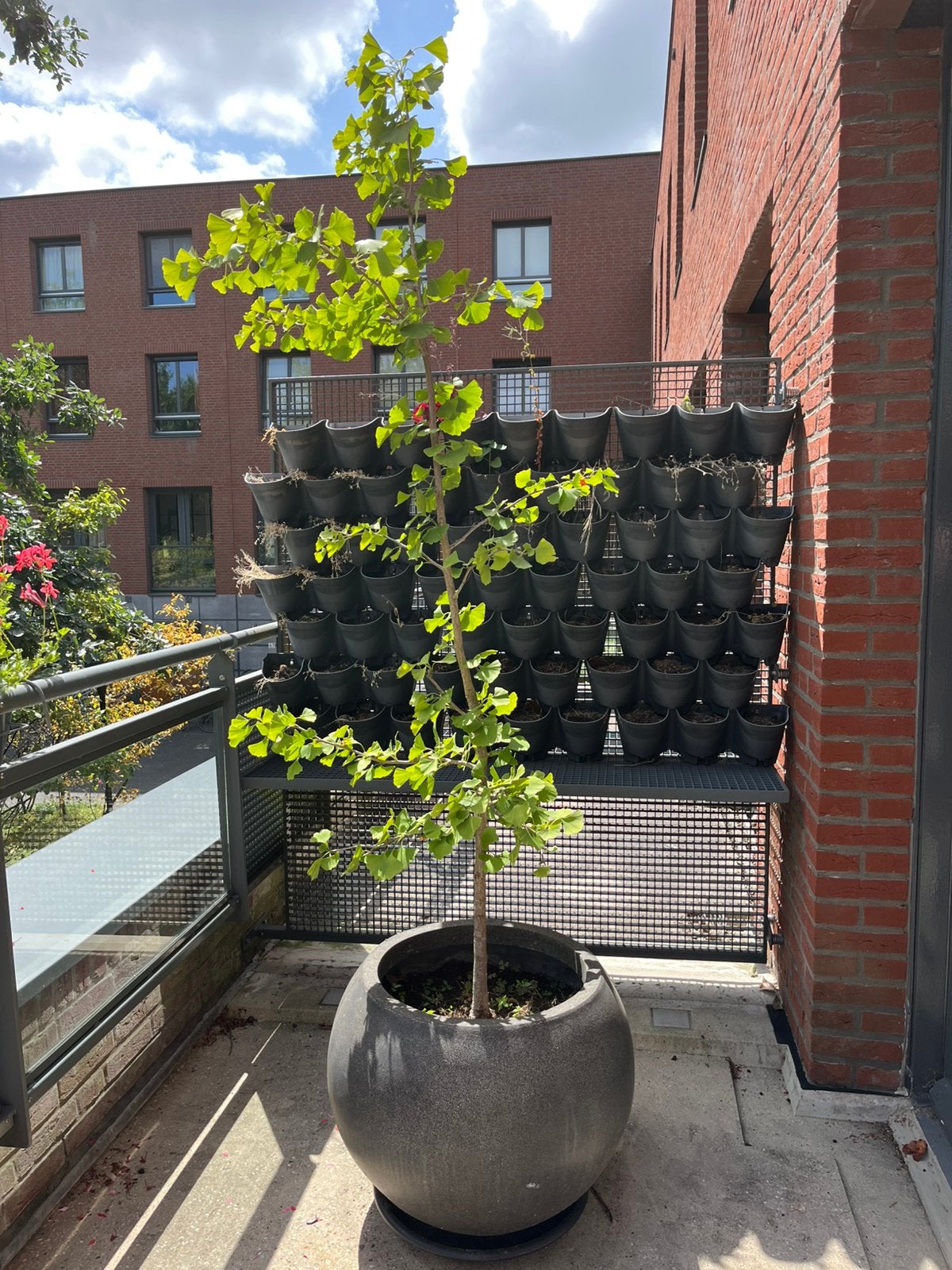 Mooie Ginkgo biloba (Japanse notenboom), Tuin en Terras, Planten | Bomen, Ophalen, Bloeit niet, Volle zon, Overige soorten