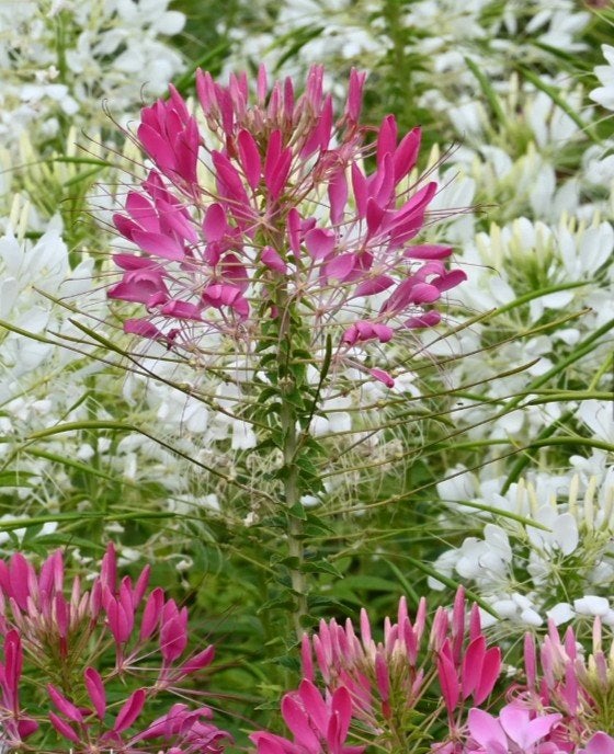 Zaden kattensnor roze of wit- Cleome, Verzenden, Volle zon