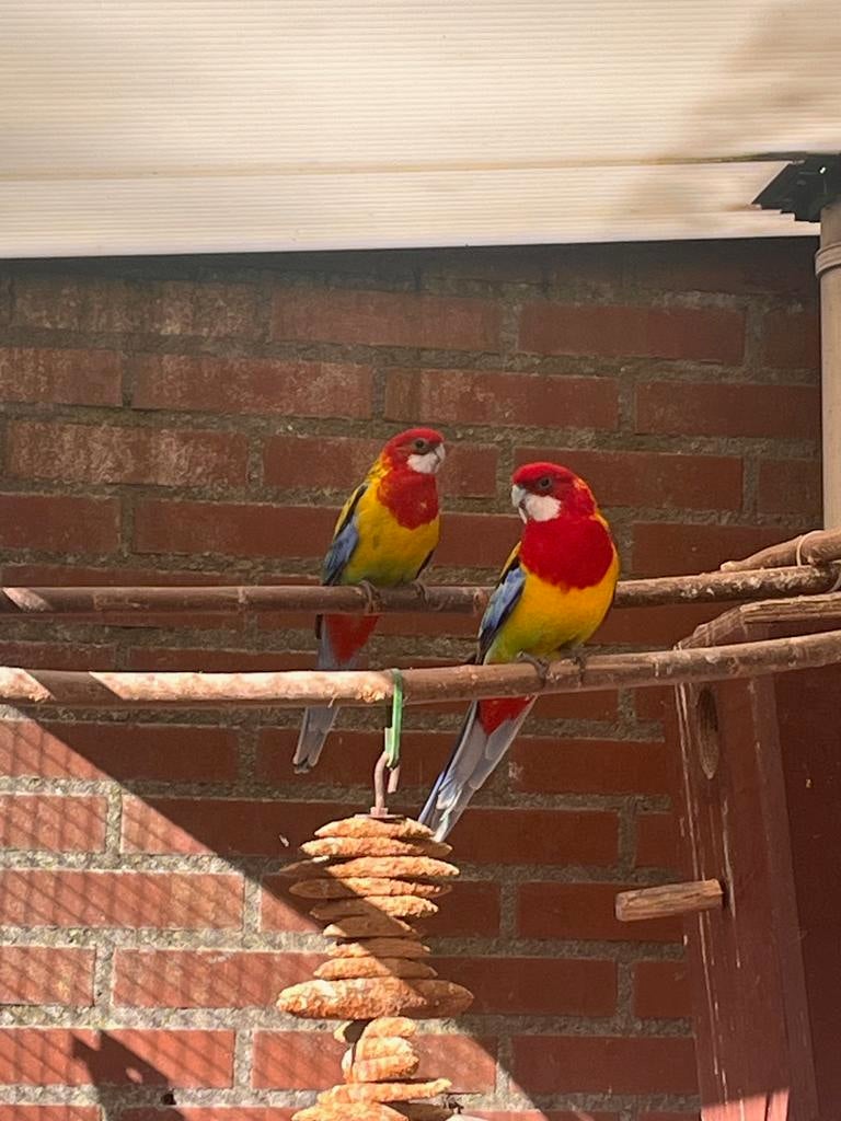 Rosella man 2025, Dieren en Toebehoren, Mannelijk, Parkiet