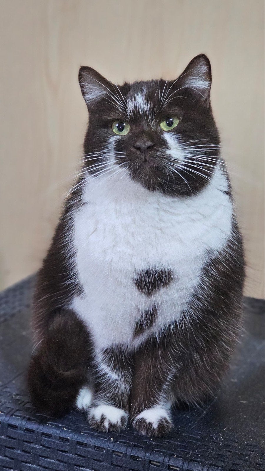 superlieve katjes zoeken een plekje, Dieren en Toebehoren, Gechipt