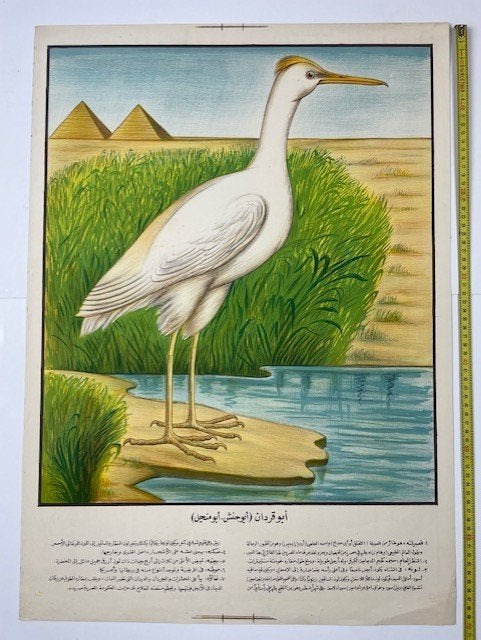 schoolplaat wandplaat 'Ardia Ibis' (een ooievaar soort), Ophalen of Verzenden, Natuur en Biologie