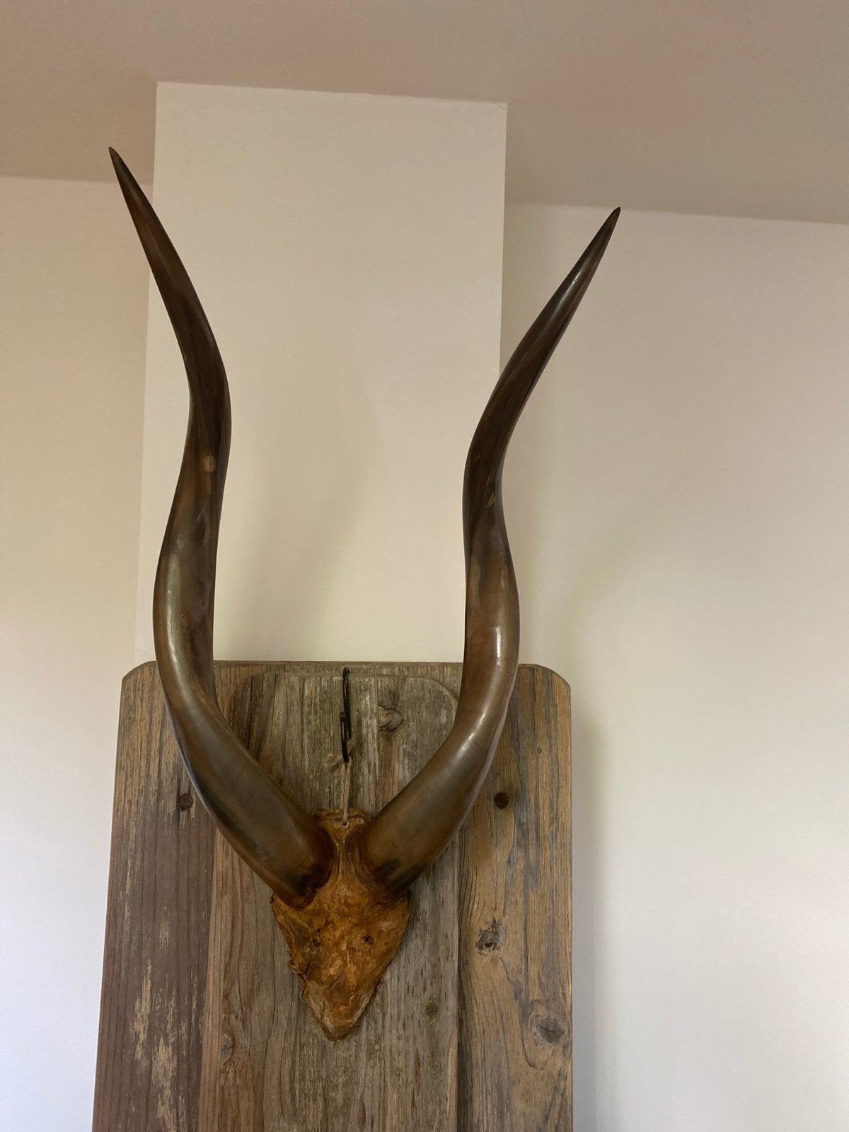 Decoratieve hoorns, Antiek en Kunst, Ophalen of Verzenden