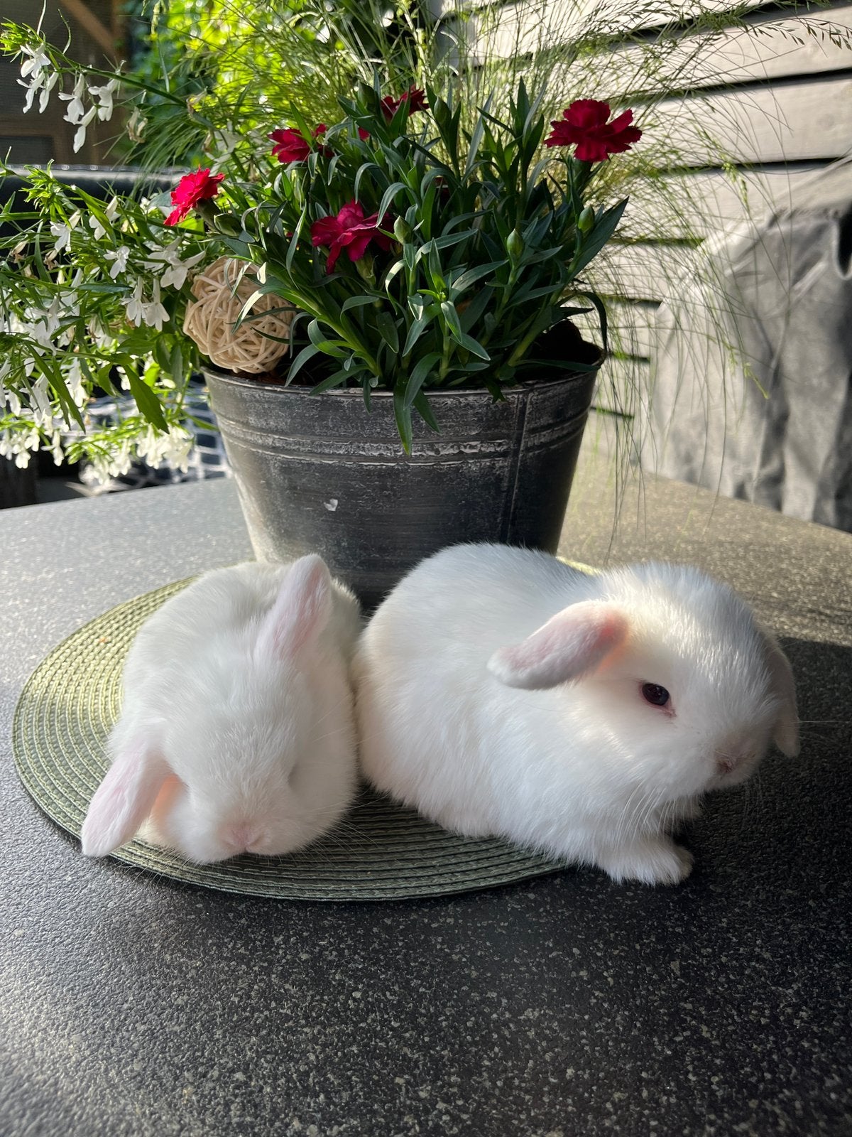 Jonge minilop konijntjes, Dieren en Toebehoren, Konijnen, Meerdere dieren, Dwerg, Hangoor, 0 tot 2 jaar